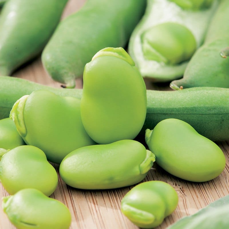 dt-brown VEGETABLE SEEDS Broad Bean Masterpiece Green Longpod AGM Seeds