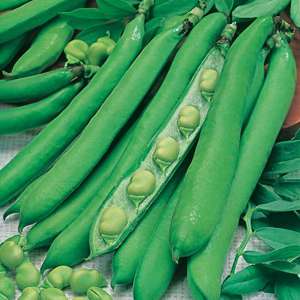 dt-brown VEGETABLE PLANTS 6 Plants (LATE) Broad Bean Masterpiece Green Longpod Vegetable Plants