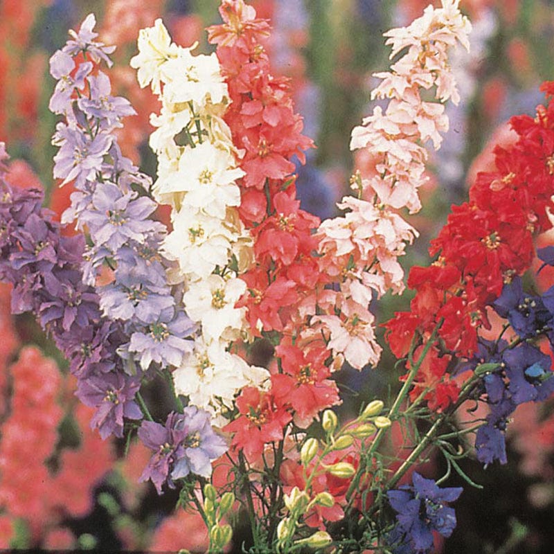 dt-brown FLOWER SEEDS Larkspur Giant Imperial Mixed Flower Seeds