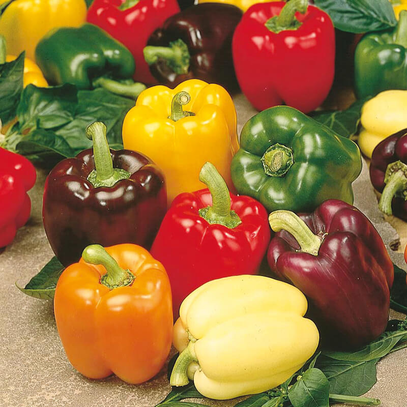 Sweet Pepper Mixture Seeds