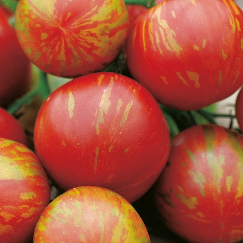 Tomato Tigerella AGM (Medium) Seeds