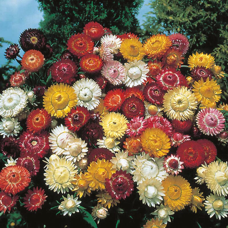 dt-brown FLOWER SEEDS Helichrysum Large Flowered Double Mixed Flower Seeds