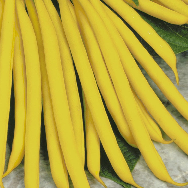 Dwarf French Bean Sonesta Seeds