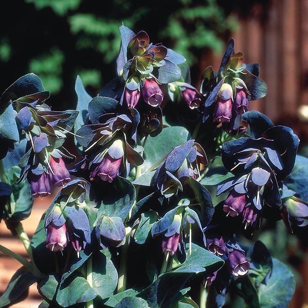Cerinthe major purpurascens Flower Seeds