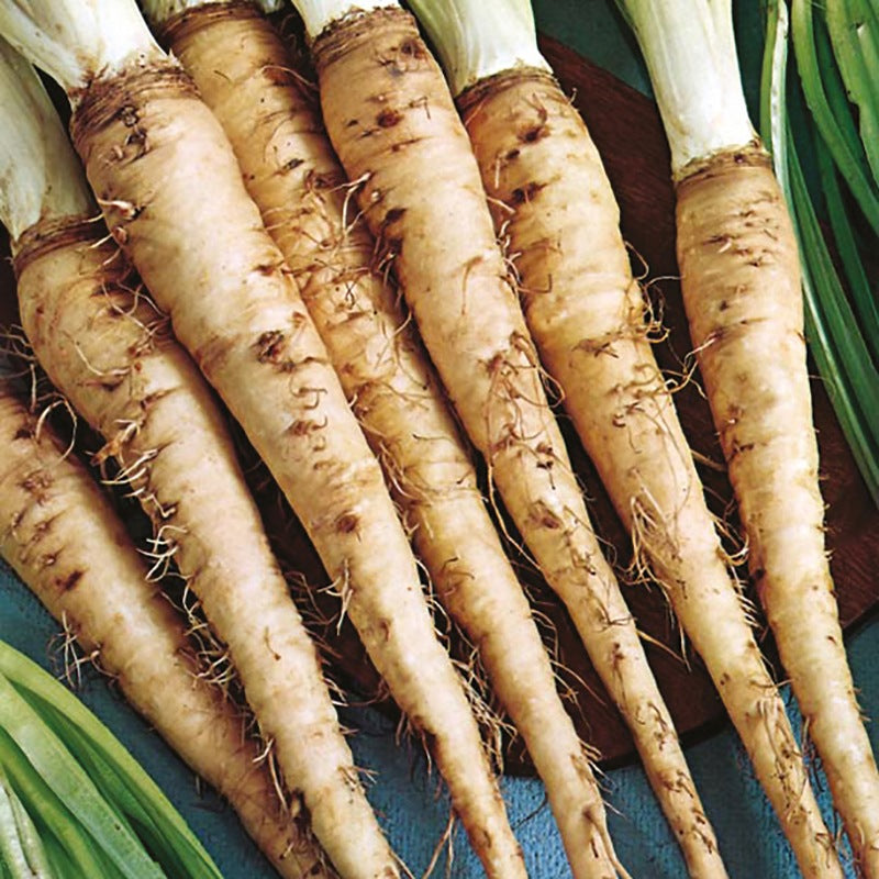 Salsify Mammoth Sandwich Island Seeds
