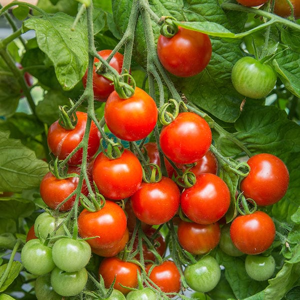 dt-brown VEGETABLE SEEDS Tomato Gardeners' Delight AGM Seeds