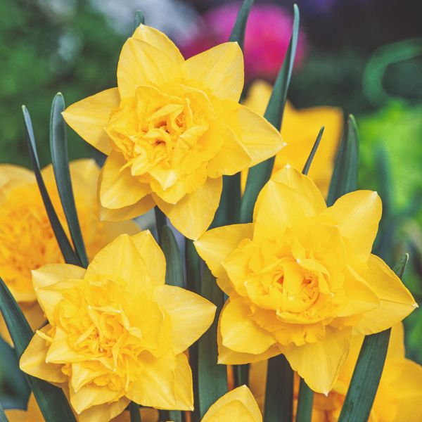 Close-up of bright yellow daffodils with a blurred green and purple background