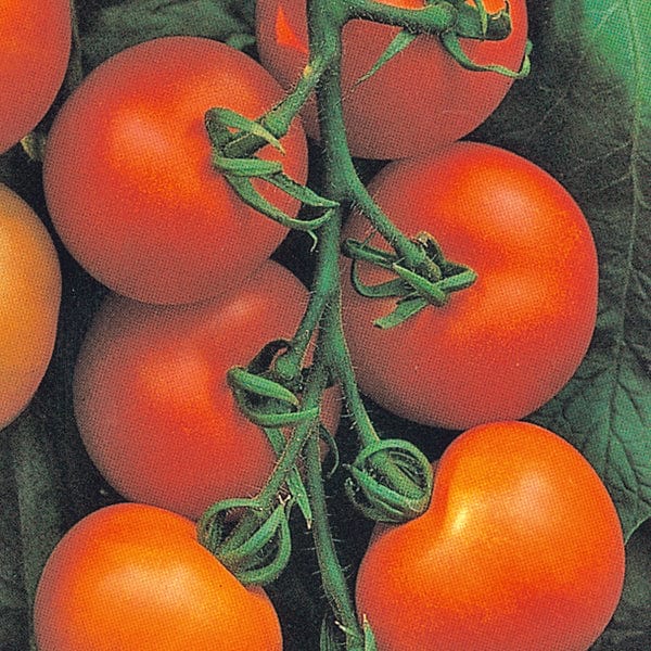 dt-brown VEGETABLE SEEDS Tomato Alicante AGM Seeds