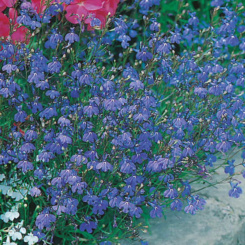 Lobelia Sapphire Trailing Seeds