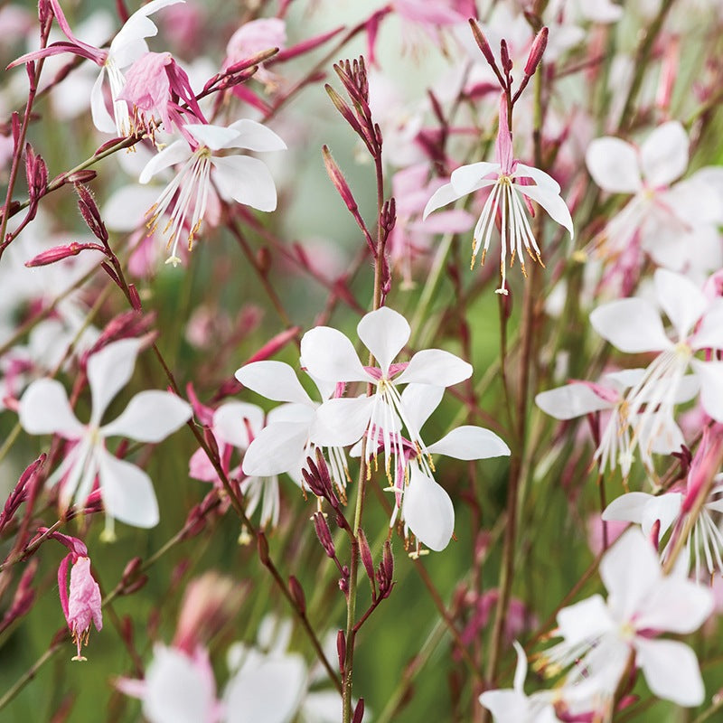 Gaura The Bride Seeds