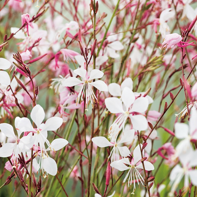 Gaura The Bride Seeds