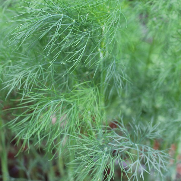 dt-brown VEGETABLE SEEDS Dill Herb Seeds