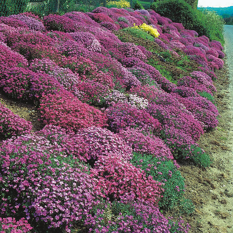 Aubrieta Cascade Hybrids Mixed Seeds