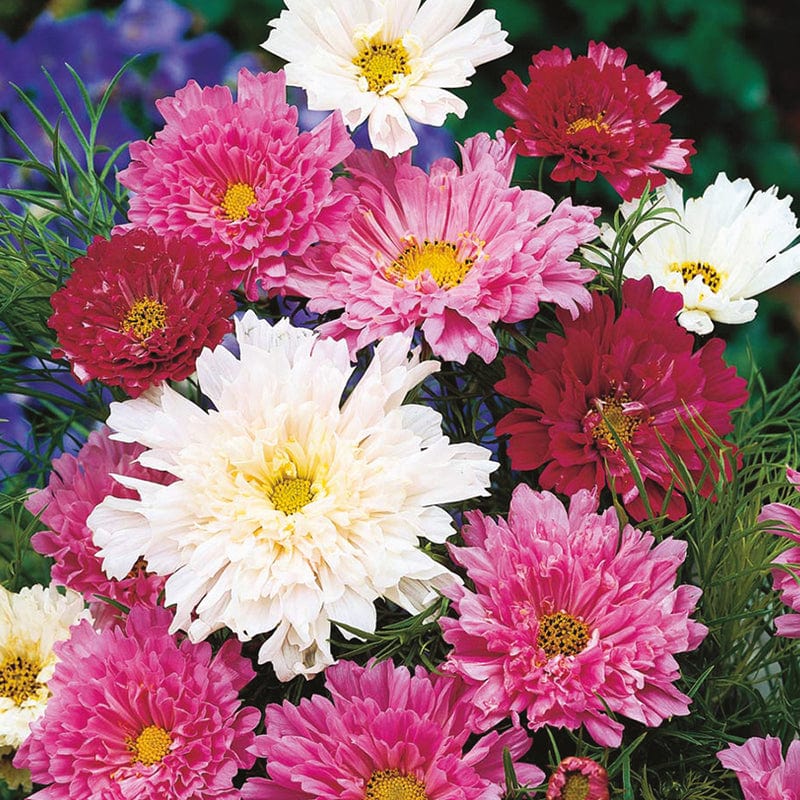 dt-brown FLOWER SEEDS Cosmos Double Click Flower Seeds
