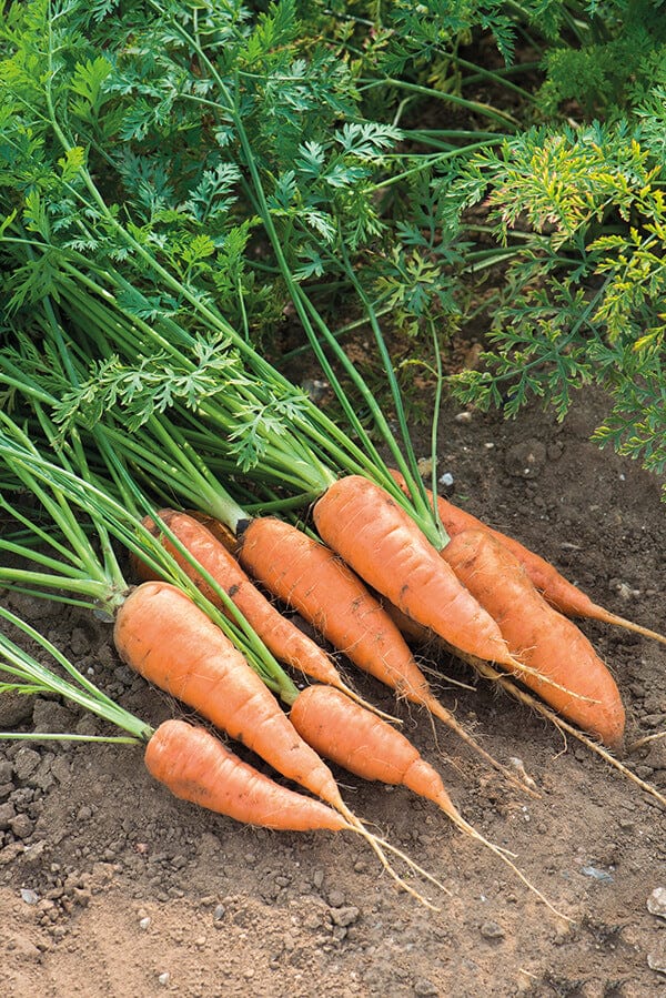 dt-brown VEGETABLE SEEDS Carrot Chantenay Red Cored Seeds