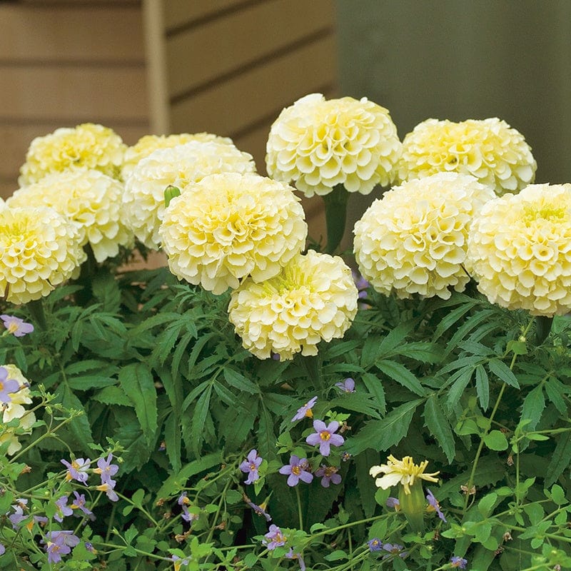 dt-brown FLOWER PLANTS Marigold Vanilla F1 Plug Plants