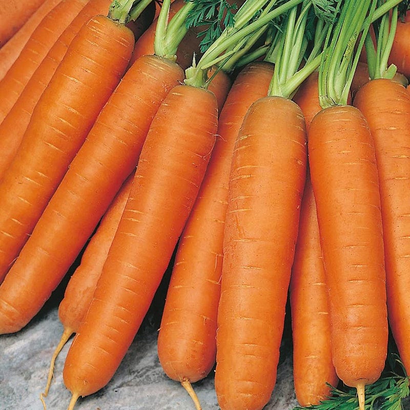 dt-brown VEGETABLE SEEDS Carrot Nantes 5 Seeds