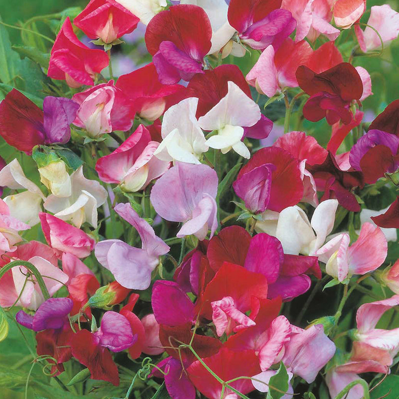 Sweet Pea Old Spice Mixed Seeds
