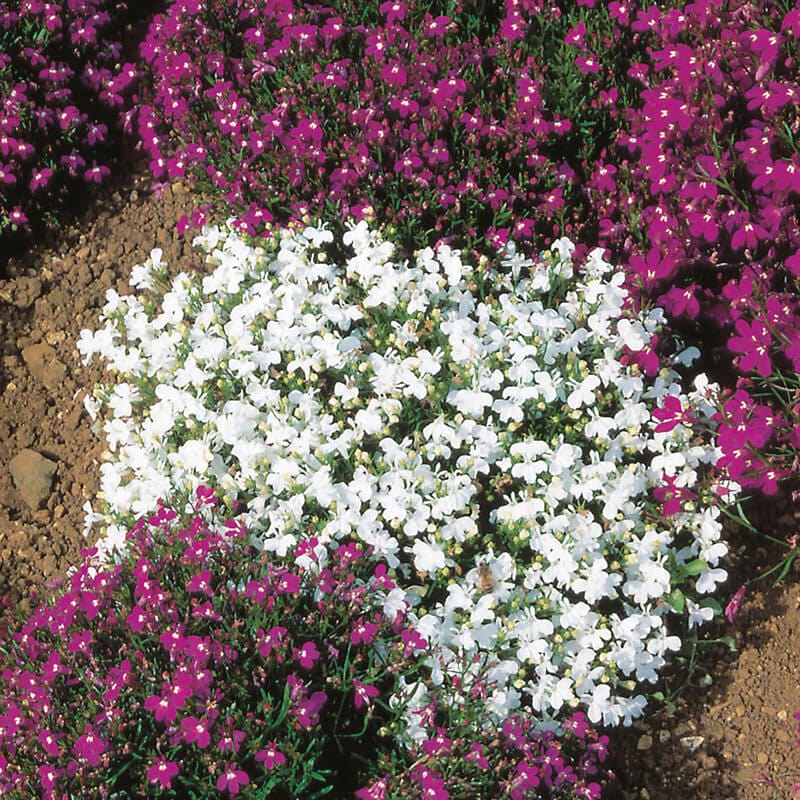 dt-brown FLOWER SEEDS Lobelia (Edging Variety) White Perfection Flower Seeds