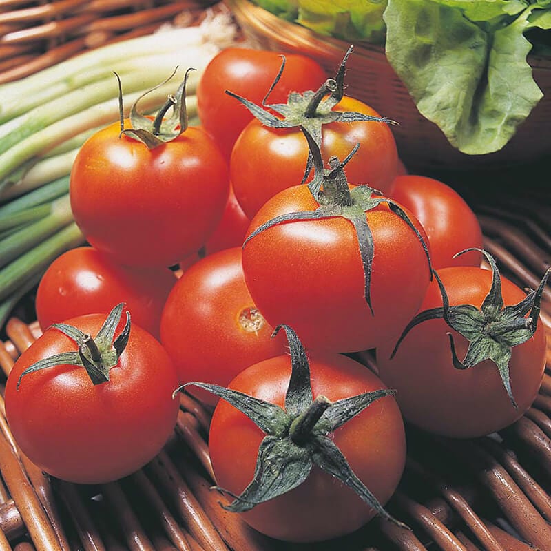 dt-brown VEGETABLE SEEDS Tomato Moneymaker Seeds
