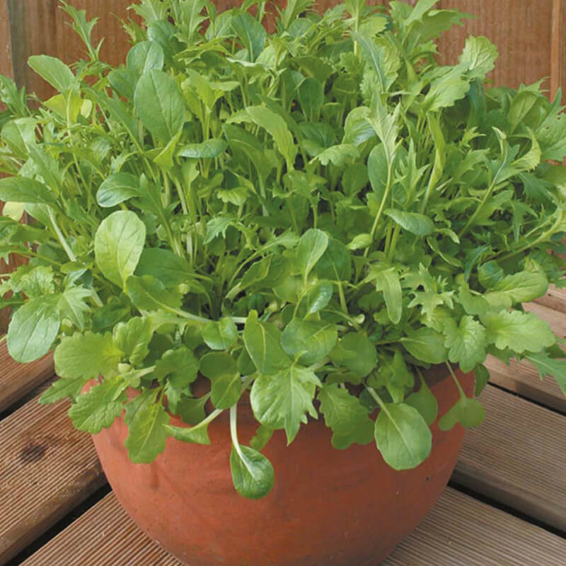 Oriental Salad Leaves Mixed Seeds