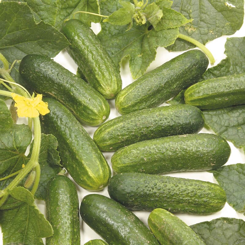 dt-brown VEGETABLE SEEDS Cucumber (Outdoor Pickling) Diamant Seeds
