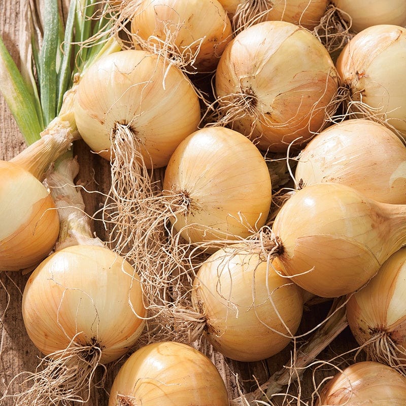 dt-brown VEGETABLE SEEDS Onion (Globe) Ailsa Craig Seeds
