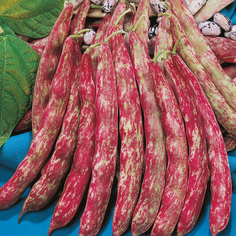 Dwarf Borlotto Bean Lingua di Fuoco Nano Seeds