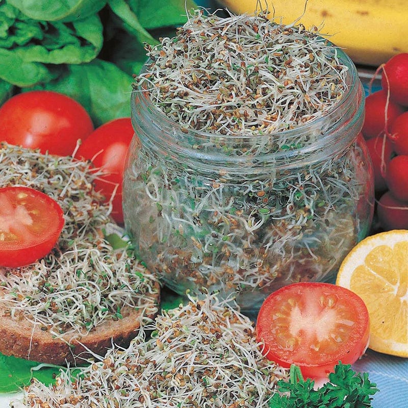 dt-brown VEGETABLE SEEDS Salad Sprouts Alfalfa Seeds