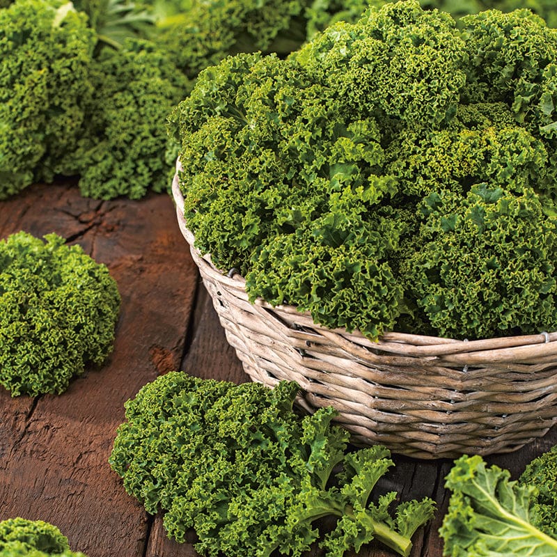 DT Brown VEGETABLE SEEDS Kale Starbor F1 Seeds