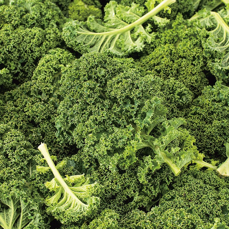 DT Brown VEGETABLE SEEDS Kale Starbor F1 Seeds