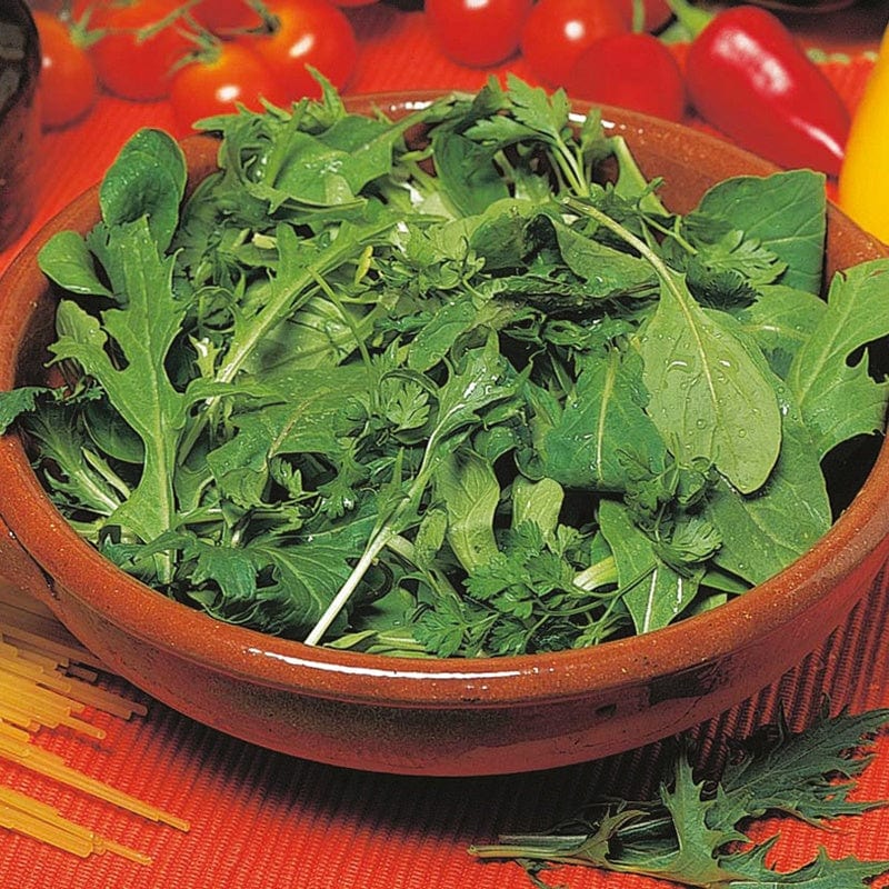 dt-brown VEGETABLE SEEDS Salad Leaves Mesclun Mixed Leaves Seeds