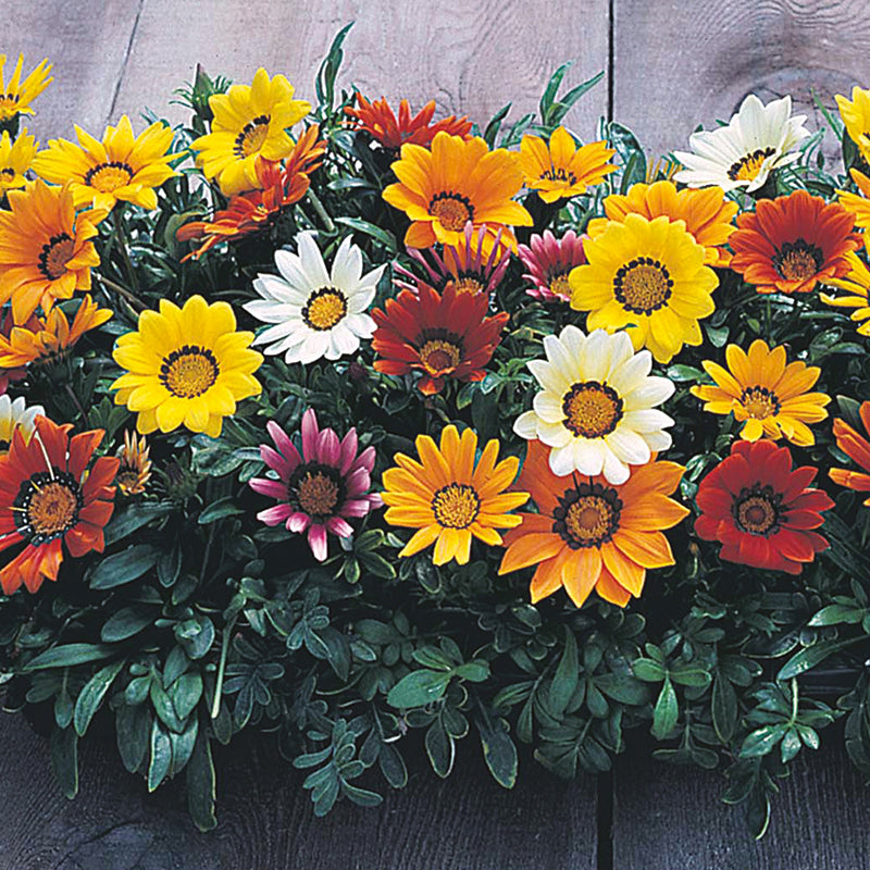 Gazania Daybreak Mixed F1 Seeds