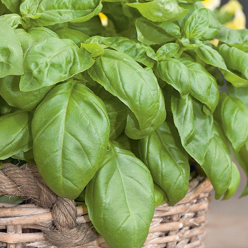 Organic Sweet Basil Seeds