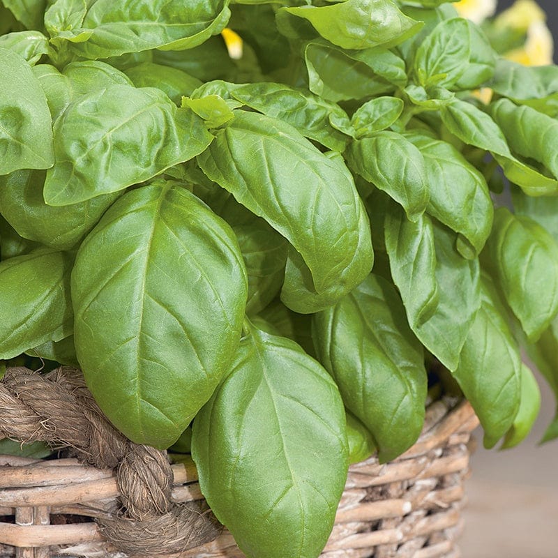 dt-brown VEGETABLE SEEDS Organic Sweet Basil Herb Seeds