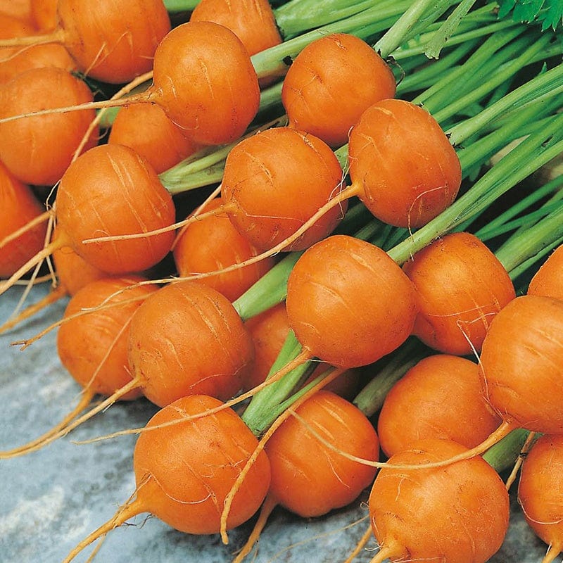 dt-brown VEGETABLE SEEDS Carrot Paris Market 5 (Atlas) Seeds