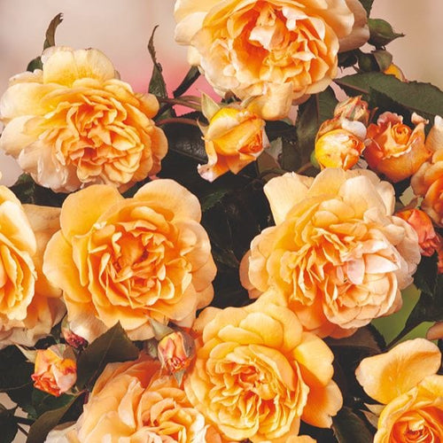 Rose Buff Beauty – D.T. Brown Shrub Bare Root Rose
