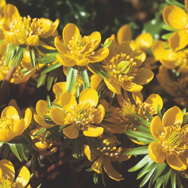 dt-brown FLOWER BULBS Eranthis Hyemalis Flower Bulbs