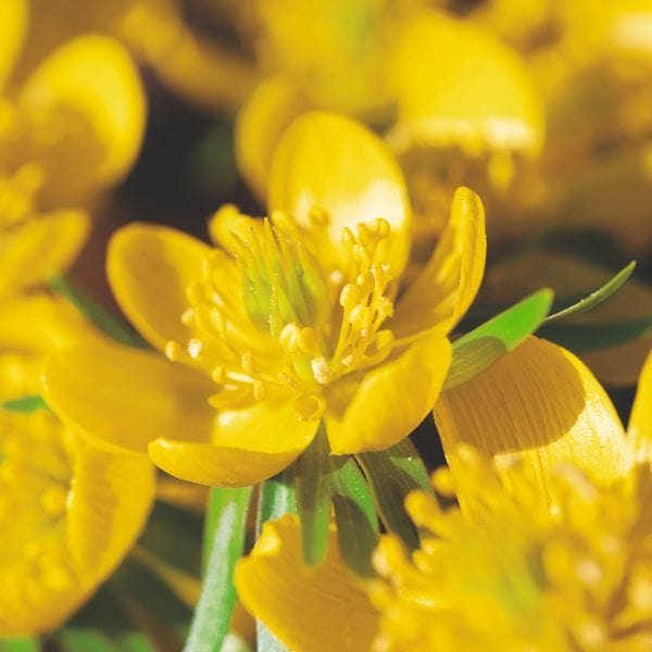 dt-brown FLOWER BULBS Eranthis Hyemalis Flower Bulbs