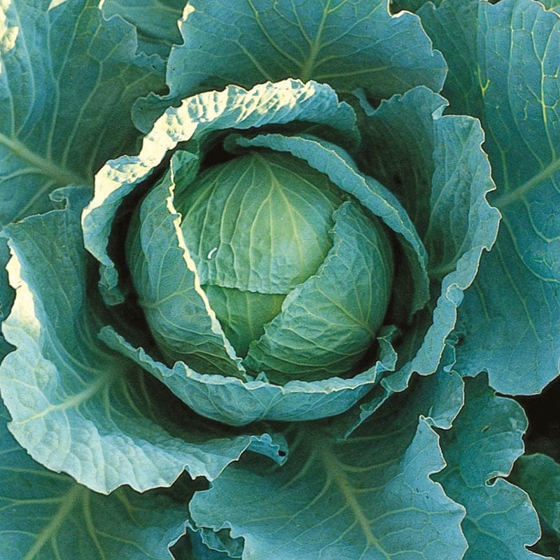dt-brown VEGETABLE SEEDS Cabbage (Savoy) Tundra F1 AGM Seeds