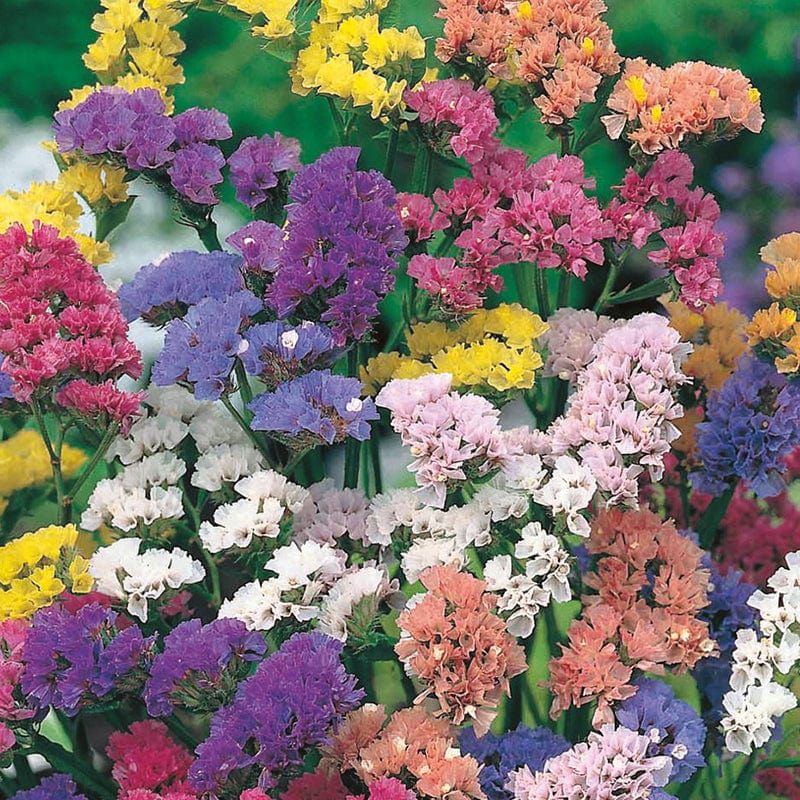 dt-brown FLOWER SEEDS Statice QIS Formula Mixed Flower Seeds