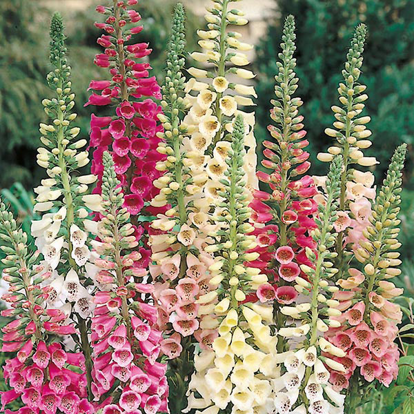 Foxglove Excelsior Mixed Seeds