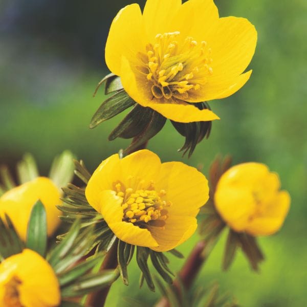 dt-brown FLOWER BULBS Eranthis Hyemalis Flower Bulbs