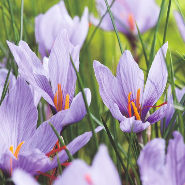 Close-up of purple crocus flowers with green grass in the background