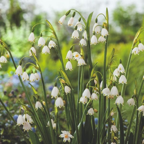 dt-brown FLOWER BULBS Leucojum Aestivum Gravetye Giant Flower Bulbs