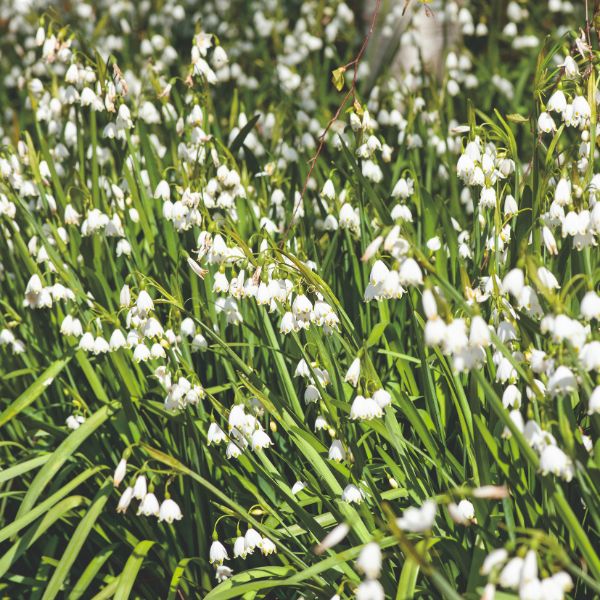 Leucojum Aestivum Gravetye Giant Flower Bulbs