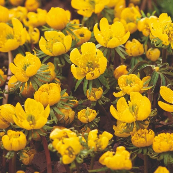 dt-brown FLOWER BULBS Eranthis Hyemalis Flower Bulbs