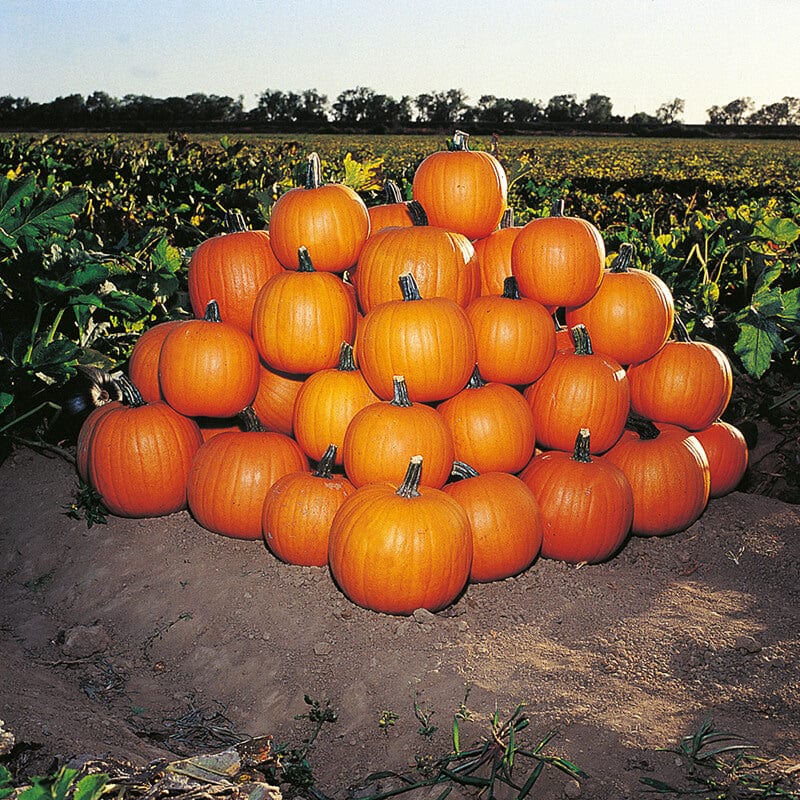 dt-brown VEGETABLE SEEDS Pumpkin Jack of All Trades Seeds
