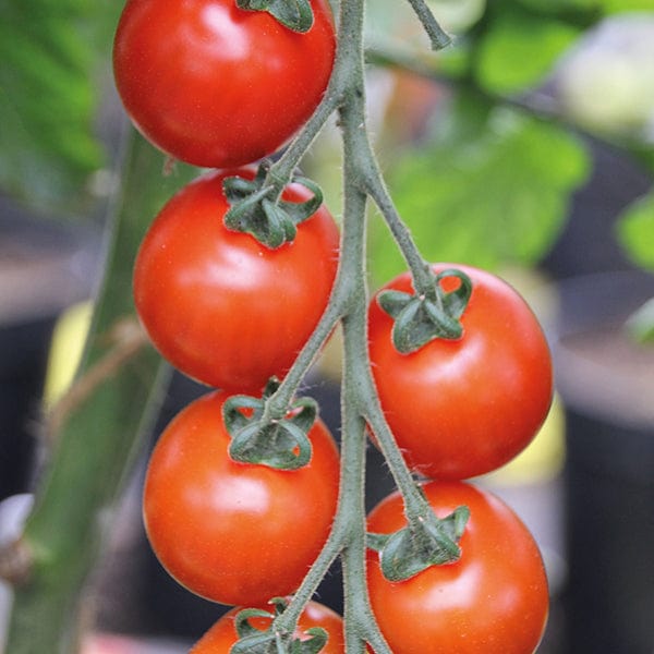dt-brown VEGETABLE SEEDS Tomato Sakura F1 AGM Seeds