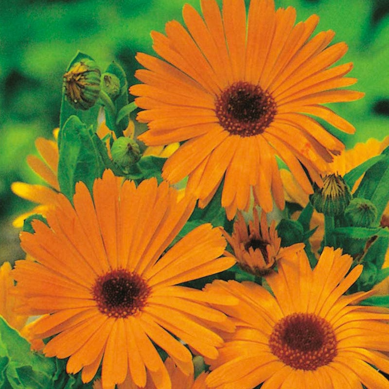 dt-brown FLOWER SEEDS Calendula Pot Marigold Flower Seeds